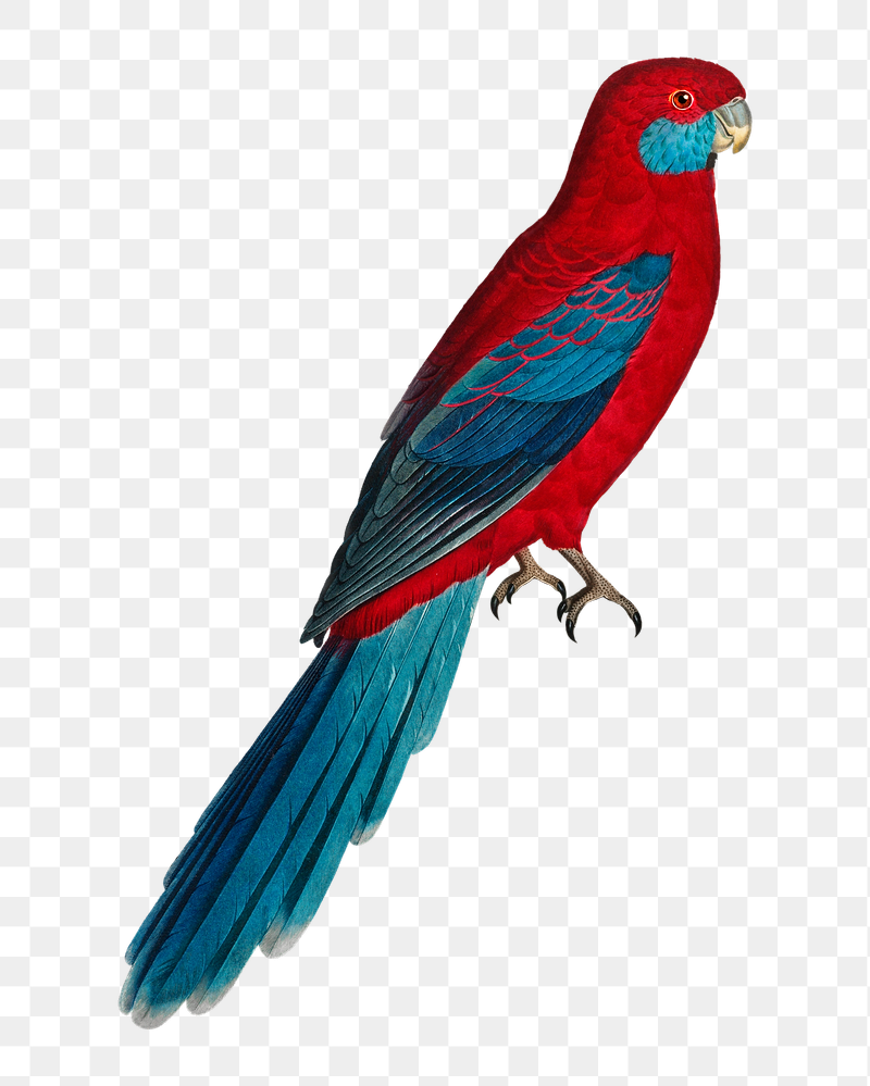 Crimson Rosella parrot png bird | Free PNG Illustration - rawpixel