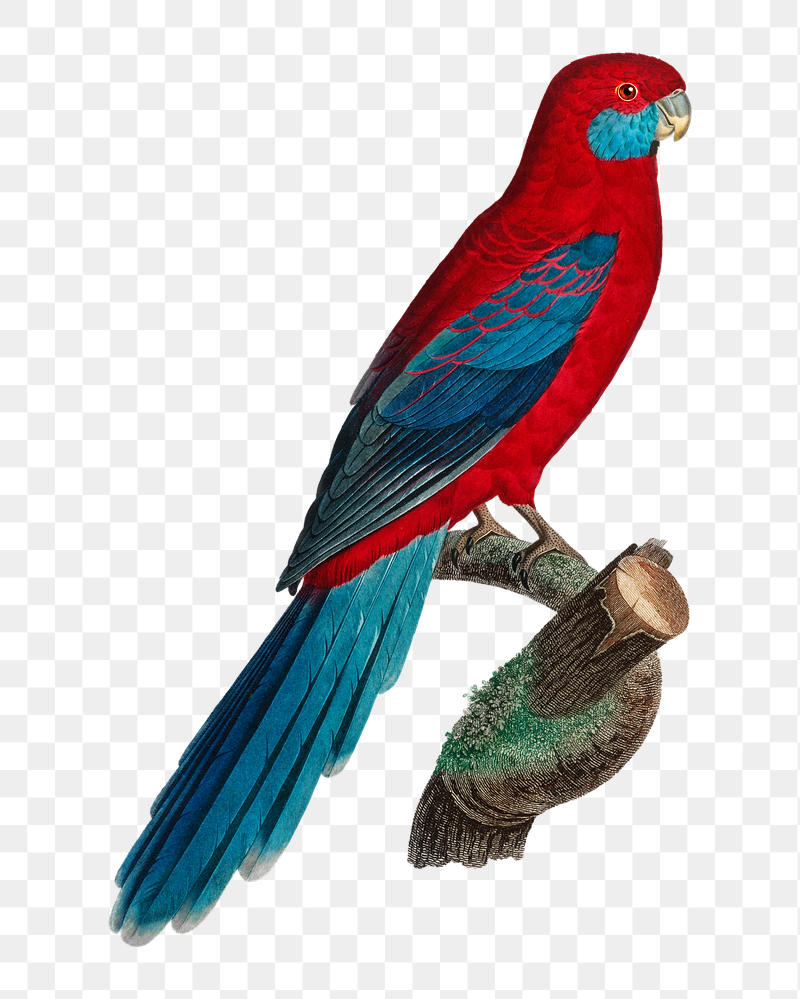 Crimson Rosella parrot png bird | Free PNG Illustration - rawpixel