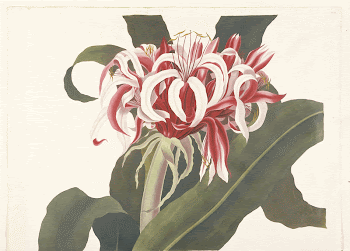 Crinum augustum (Giant Spider Lily, | Free Photo - rawpixel
