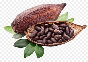 Criollo Cocoa bean Cocoa solids Trinitario Chocolate - Baking cocoa 