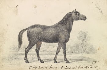 Crisp-Haired Horse, Primeval Black Stock | Free Photo - rawpixel