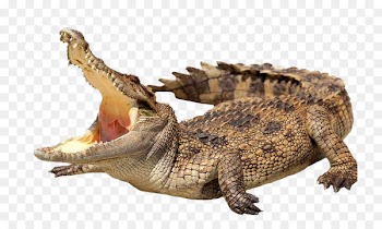 Crocodile Alligator Stock photography stock.xchng Royalty-free - Wild crocodile 