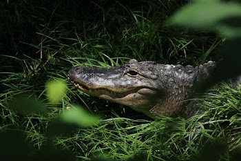 crocodile lying on grass