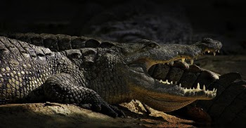 Crocodile On Focus Photography