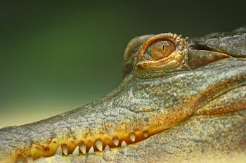 Crocodile. Original public domain image | Free Photo - rawpixel