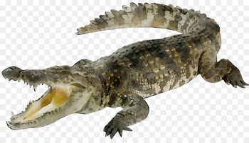 Crocodile Reptile Animal Giant African Snail Alligators -  