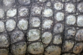 crocodile_skin.jpg