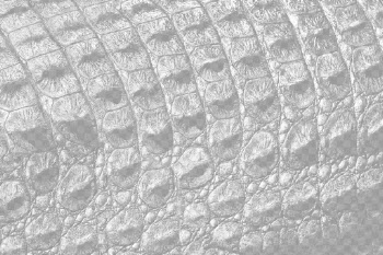 Crocodile skin png overlay texture, | Free PNG - rawpixel