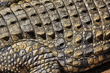 Crocodile skin texture, animal close | Free Photo - rawpixel