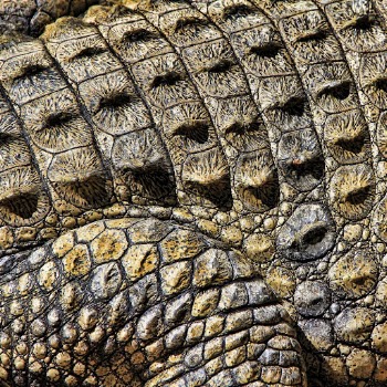 Crocodile skin texture, animal close | Free Photo - rawpixel