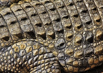 Crocodile skin texture, close up wildlife | Free Photo - rawpixel