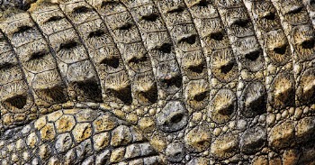 Crocodile skin texture, close up wildlife | Free Photo - rawpixel