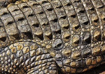 Crocodile skin texture, close up wildlife | Free Photo - rawpixel