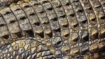 Crocodile skin texture desktop wallpaper, | Free Photo - rawpixel