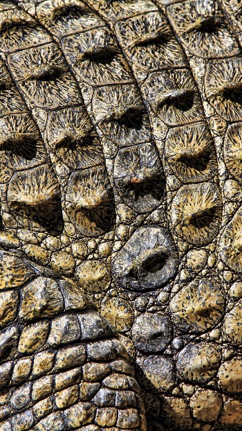 Crocodile skin texture mobile wallpaper, | Free Photo - rawpixel