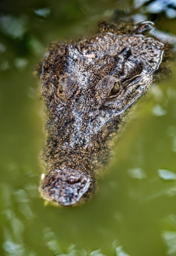 Crocodiles have a disconcerting habit of silently popping up out of nowhere, and usually too close for comfort.