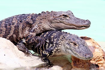 crocsloveCN_3126.jpg