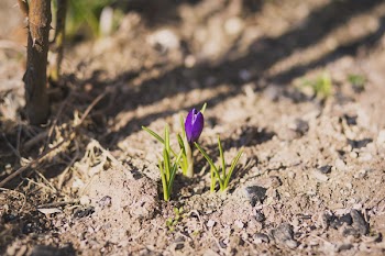 Crocus