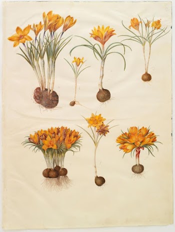 Crocus angustifolius (Balkan crocus) by Maria | Free Photo - rawpixel