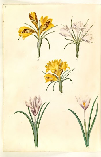 Crocus angustifolius (Balkan crocus);Crocus versicolor | Free Photo - rawpixel