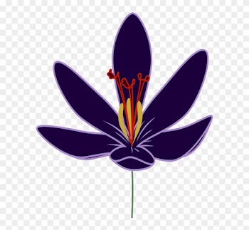 Crocus Blossom Png Images - Saffron Flower Clipart Png