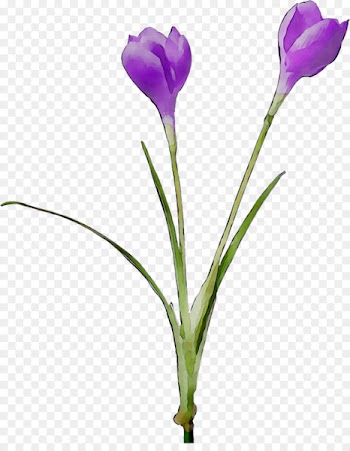 Crocus Bud Cut flowers Plant stem Herbaceous plant -  