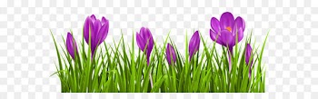 Crocus chrysanthus Crocus vernus Clip art - Transparent Crocus Grass PNG Clipart Picture 