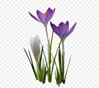 Crocus Cut flowers Violet Mauve - crocus 