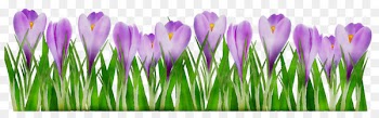 Crocus Desktop Wallpaper Purple Computer Grasses -  