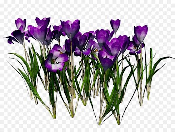 Crocus Floral design Cut flowers Flower bouquet -  