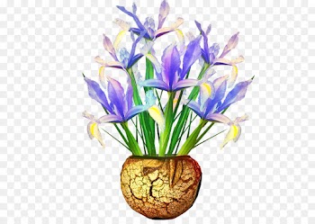 Crocus, Floral Design, Cut Flowers, Flower, Flowering Plant PNG