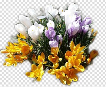 Crocus Flower bouquet Cut flowers, crocus transparent background PNG clipart
