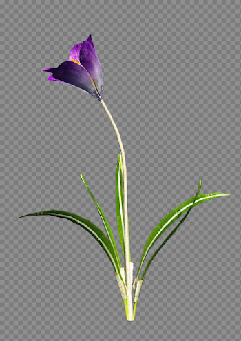 Crocus Free Png Image