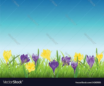 Crocus in the grass vector image