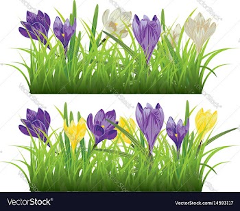 Crocus in the grass vector image