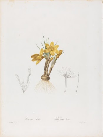 Crocus Luteus (Crocus Aureus or | Free Photo - rawpixel
