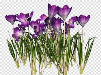 crocus png - Free PNG Images | TOPpng
