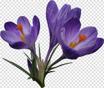 crocus png - Free PNG Images | TOPpng