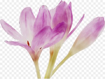 Crocus Saffron Bud Plant stem Plants -  
