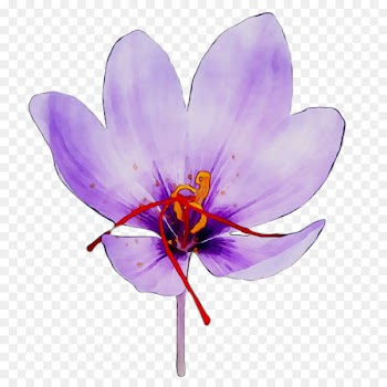 Crocus Saffron Moth orchids -  