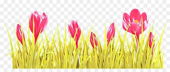 Crocus Vernus, Flower, Drawing, Grass, Grass Family PNG