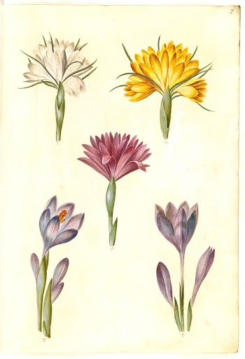 Crocus vernus (spring crocus);Crocus angustifolius | Free Photo - rawpixel