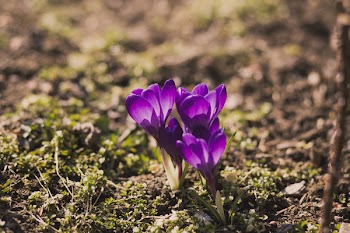 Crocuses