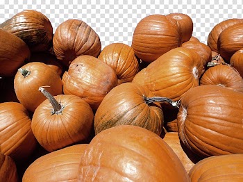 Crookneck pumpkin Calabaza Vegetable Halloween, pumpkin transparent background PNG clipart