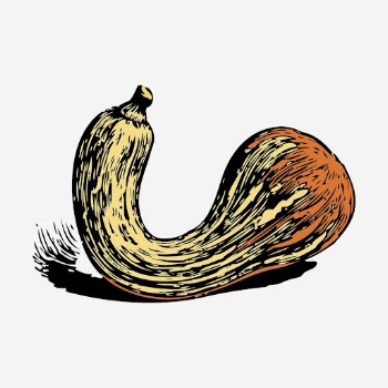 Crookneck squash clipart, vegetable vintage | Free Vector - rawpixel