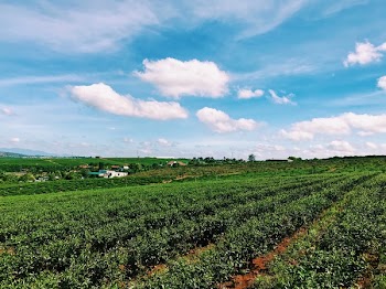 Cropland
