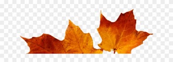 Cropped Cropped Leaves - Maple Leaf