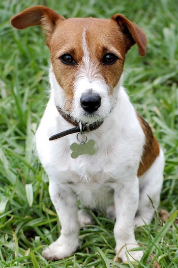 Cropped_Image_of_Louie.jpg