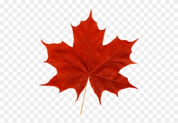 Cropped Maple Leaf - Red Maple Leaf Png