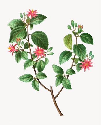 Crossberry plant | Free stock vector - 569337